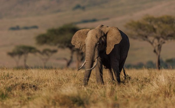 Où vivre une expérience authentique de safari au Kenya ?